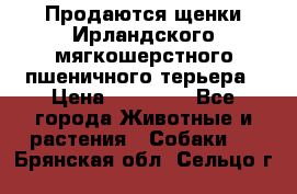 Продаются щенки Ирландского мягкошерстного пшеничного терьера › Цена ­ 30 000 - Все города Животные и растения » Собаки   . Брянская обл.,Сельцо г.